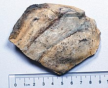 A piece of flint 9-10 cm (3.5-3.9 in) long, weighing 171 grams Flint, 9cm, 171gm.jpg