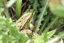 Teichfrosch im NSG