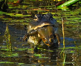 Young American Alligator preying on an American Bullfrog.