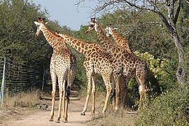 Girafe à Lionspruit reserve, Marloth Park