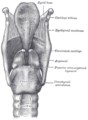 Larynx : vue postérieure des ligaments.