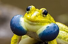 Hoplobatrachus tigerinus, Alapuzha.jpg