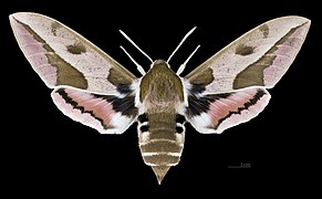 ♀ face dorsale - (coll.MHNT)