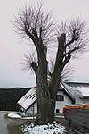 Sommerlinde (Tilia platyphyllos)