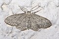 Grauer Zwergspanner (Idaea seriata)