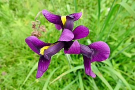 iris japonez (Iris ensata)