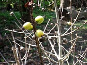 Marmeladenfrucht