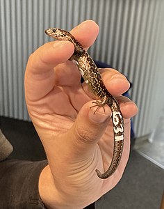 Measured and photographed skink, temporarily labelled with white marker which wears off in a few days