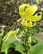 キバナカタクリ E. grandiflorum