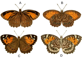 A, B — самец; C, D — самка