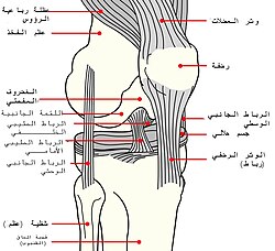 رسم توضيحي للركبة اليمنى