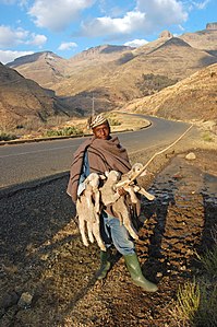 mit Hirtenstab in Lesotho