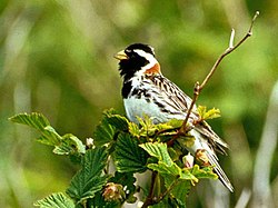 Laplandbunting67.jpg