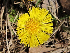 Tussilago farfara (coltsfoot)