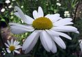 Leucanthemum atratum (Sottotribù Leucantheminae)