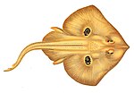Leucoraja naevus Gervais (1877) .jpg