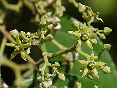 Loeseneriella ovata.