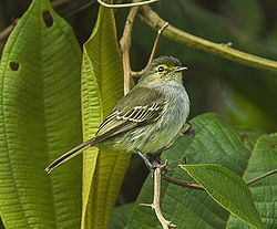 Perudvärgtyrann (Z. viridiflavus)