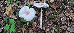 Sametsirmik Macrolepiota excoriata