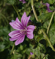 Мальва-sylvestris-20070430-1.jpg