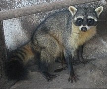 Crab-eating racoon