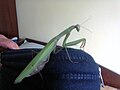 Imádkozó sáska (Mantis religiosa)