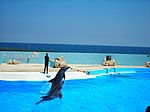 استعراضات الدلفين في منتزه Mediterraneo Marine Park.