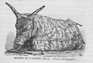 Drawing of mummified bull, drawing from a book...