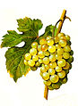 Muscat précoce de Saumur