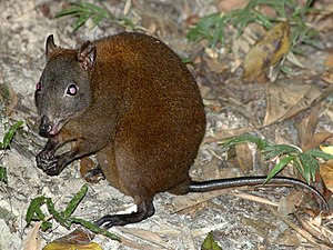 Moskusrootenkengeruu LC - least concern (ei trüüwet)