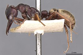 Myrmecia piliventris