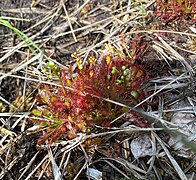 Der rundblättrige Sonnentau (Drosera rotundifolia) hält nach Insekten Ausschau.