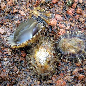 http://upload.wikimedia.org/wikipedia/commons/thumb/5/56/Napfschnecken_Galizien2005.jpg/290px-Napfschnecken_Galizien2005.jpg