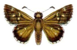 Neohesperilla senta