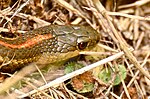 Northwestern Garter Snake