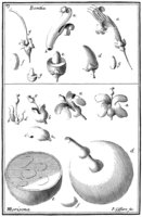 Tafel 23: „Bontia“ „Morisona“