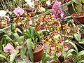 Orkideer i et drivhus i Lankester botaniske hage
