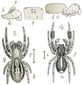 Stegodyphus mimosarum