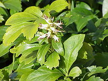 Pachysandra terminalis0.jpg