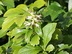 Idänvarjoyrtti eli varjoyrtti (Pachysandra terminalis)