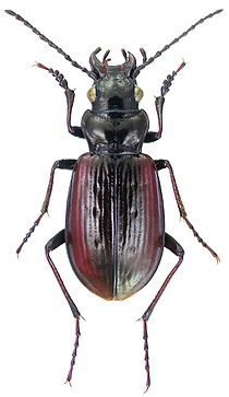 Pelophila borealis