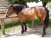 Bay horses, which have a functional Agouti protein, have a "red" body and black mane, tail, and lower legs.