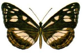 Phaedyma shepherdi