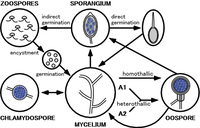 The life cycle of Phytophthora