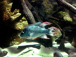 Prychochromis mangarahara.jpg