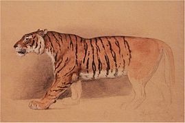 Estudi en aquarel·la d'un tigre caminant.