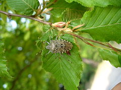 Rhaphigaster nebulosa