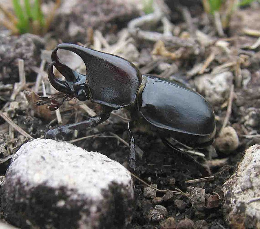 870px-Rhinoceros_beetle.jpg