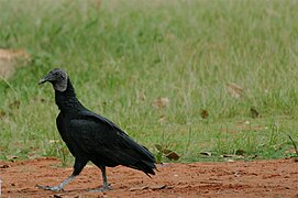 Urubu-de-cabeça-preta