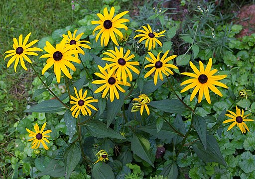 RudbeckiaFulgida